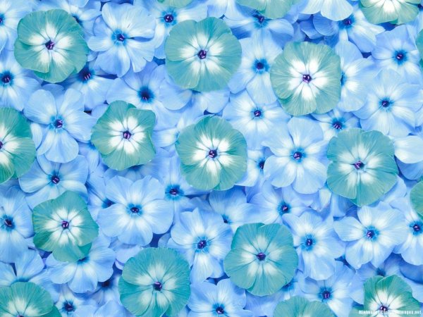 Голубой фон с цветочками