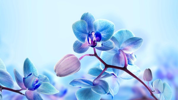Blue Льюис Орхидея
