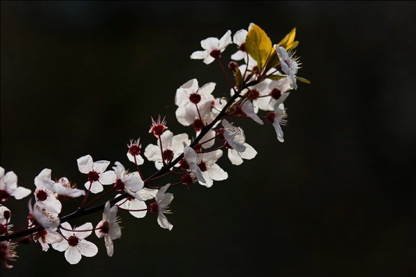 Ветка цветущей яблони на черном фоне