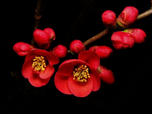 Цветки сакуры на черном фоне