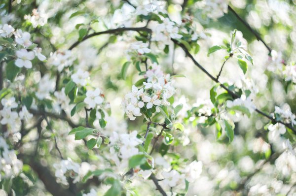 Весна цветущие яблони сад