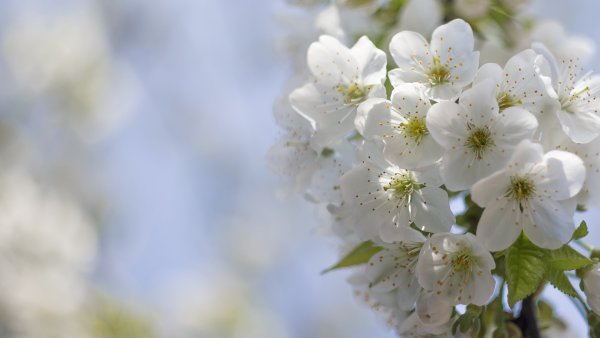 Яблоня Сибирская цветение