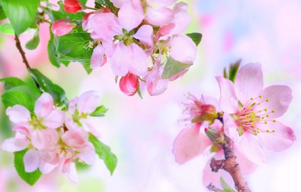 Яблоня Пинк цветение