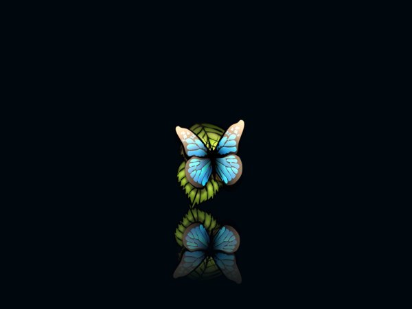 Яркие бабочки на темном фоне