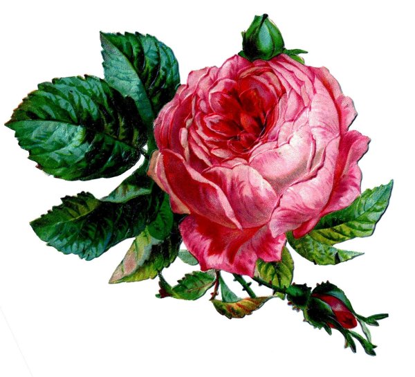 Cabbage Rose роза