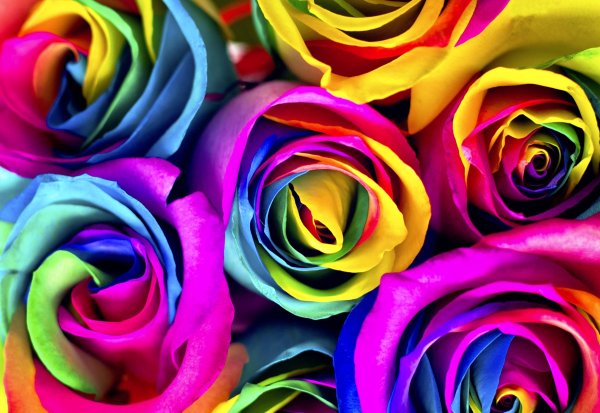 Разноцветные розы "Клеопатра"