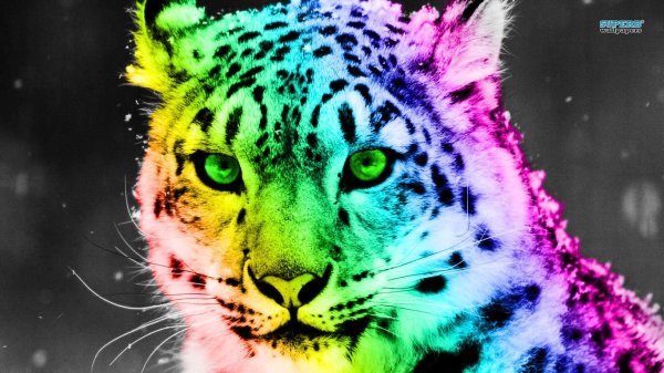 Разноцветный тигр