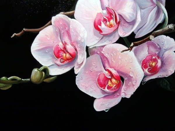 Орхидея фаленопсис Маргарита