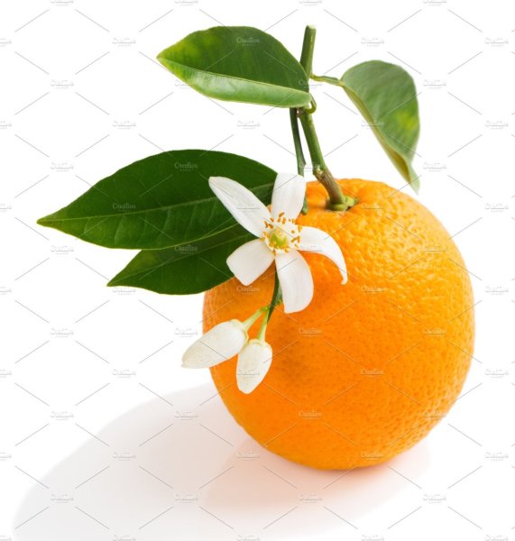 Апельсин ветка белый фон