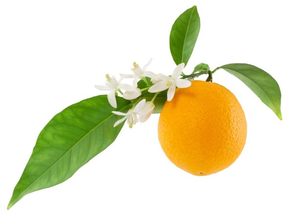 Петитгрейн веточка листья Citrus aurantium