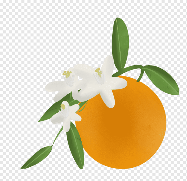 Апельсиновое дерево на белом фоне