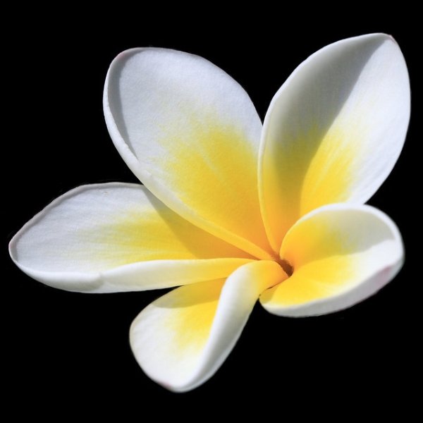 Цветок Лилавади тайский