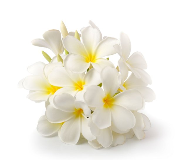 Цветы Плюмерия Франжипани на белом фоне
