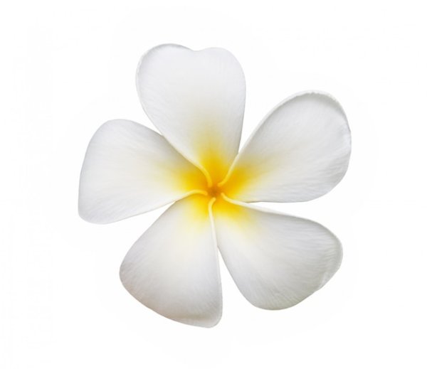 Гавайский цветок белый