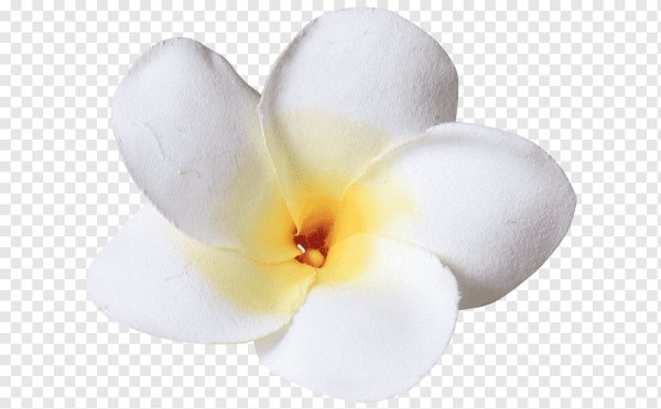 Тропические цветы на белом фоне