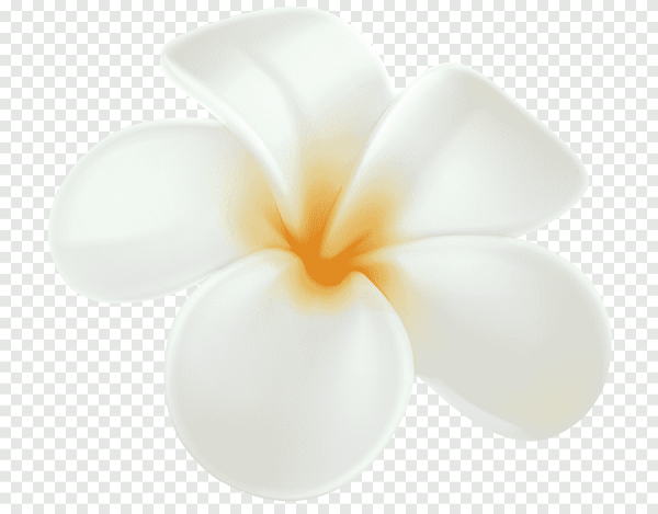 Белые цветы Плюмерия