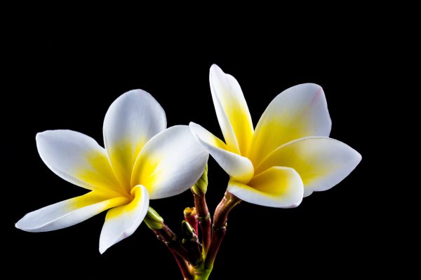 Цветок франжипани на белом фоне