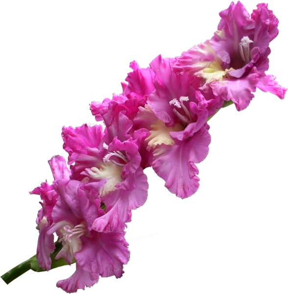 Цветы гладиолусы ирисы