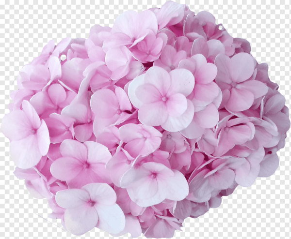 Цветок гортензия розовая