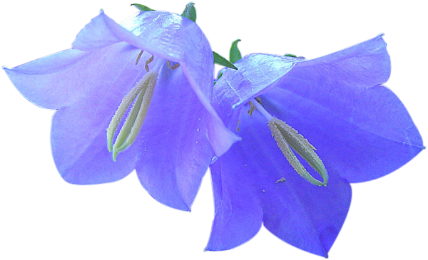 Колокольчик цветок на белом фоне