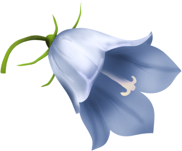 Колокольчик цветок на белом фоне