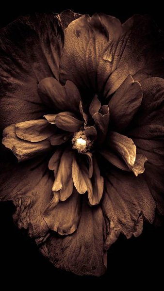 Темно коричневые цветы