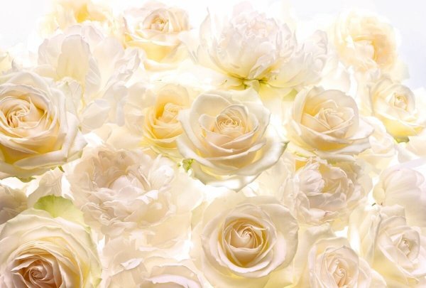 Фотообои Komar розы