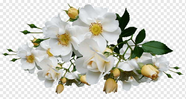 Цветы на белом фоне