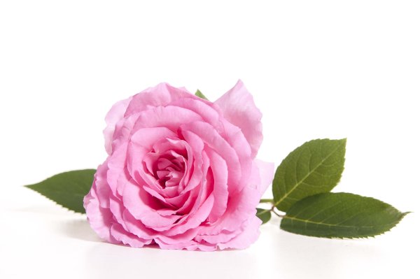 Rosa Damascena роза