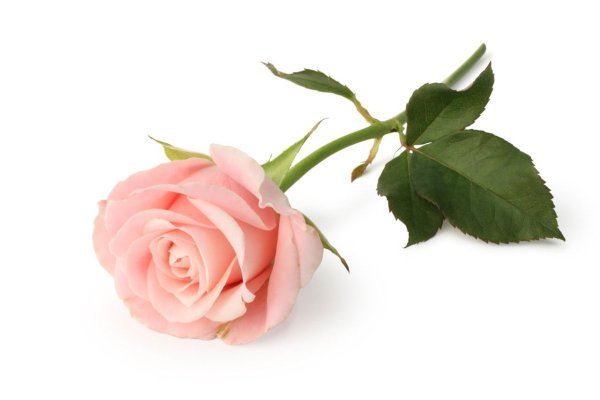 Розовые розы на белом фоне
