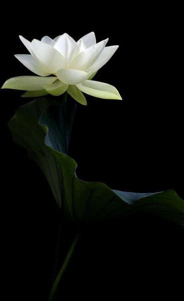 Цветок лотоса на черном фоне