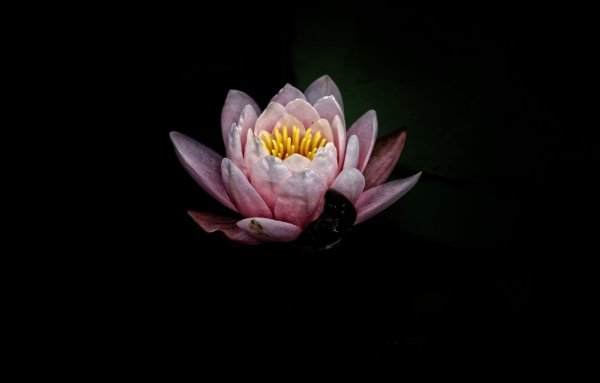 Черный Лотос цветок