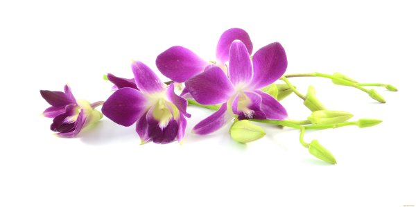 Орхидея Дендробиум бутоны