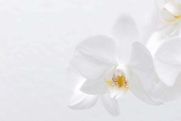 Нежные белые орхидеи