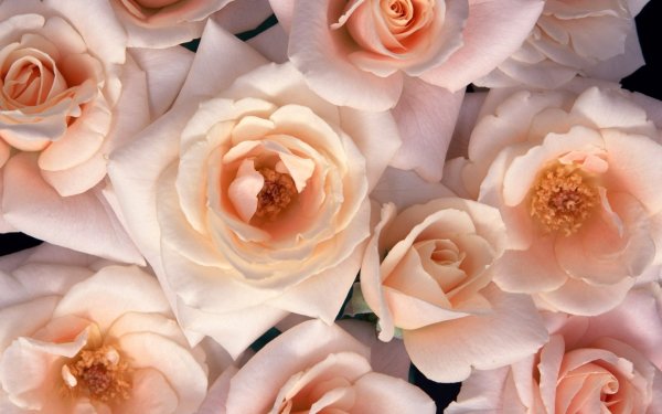 Розы кремового цвета