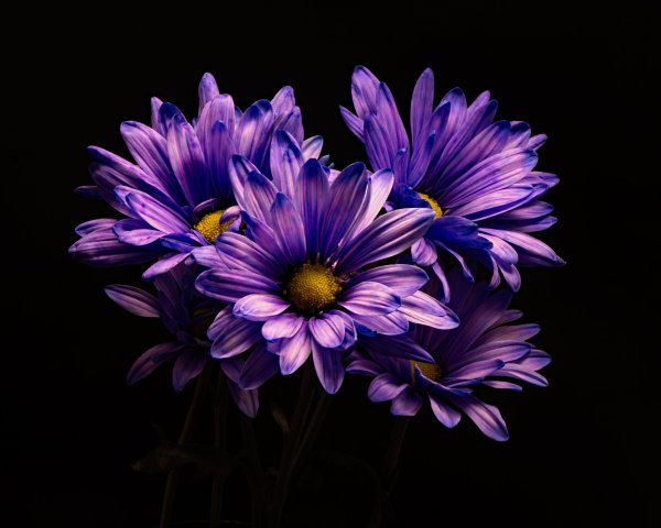 Хризантемы темно фиолетовые