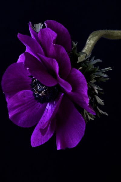 Анемона ветреница фиолетовая