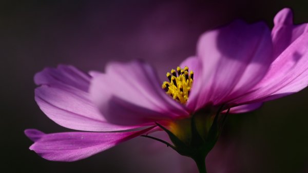 Цветок на фиолетовом фоне