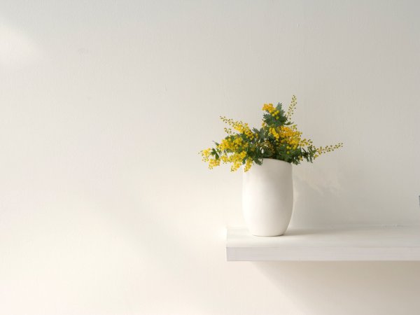 Цветок на фоне белой стены