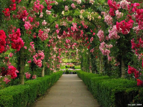 Сады Бутчартов сад роз