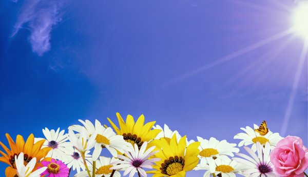 Цветы на фоне солнечного неба