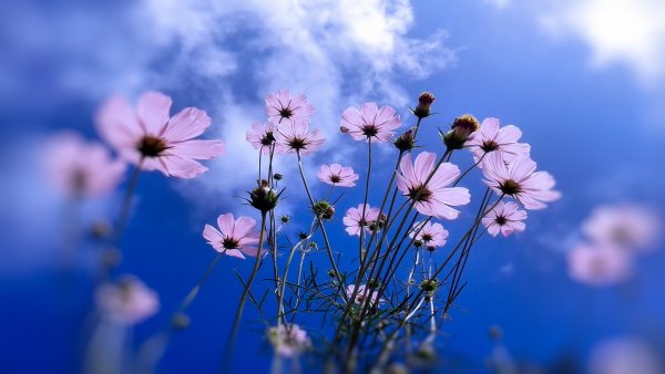 Небесные цветы