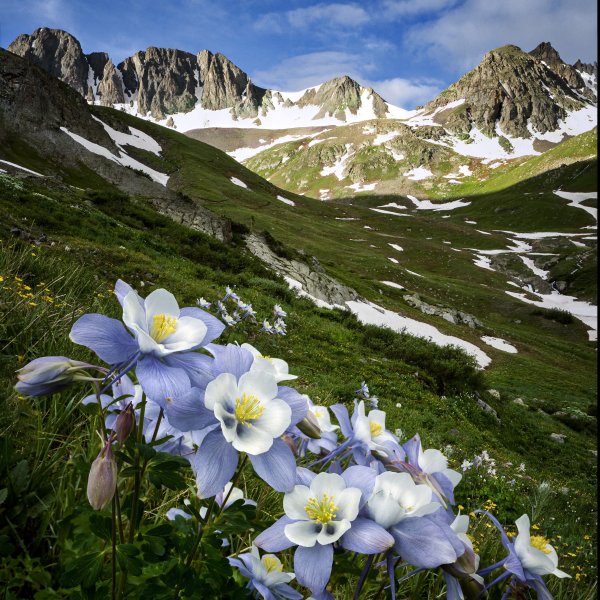 Водосбор цветы Альпийские Луга