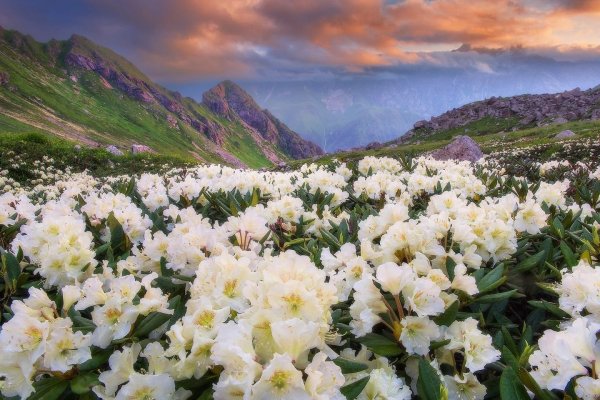 Рододендрон в Северной Осетии
