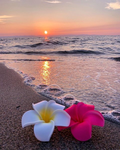 Цветы море солнце