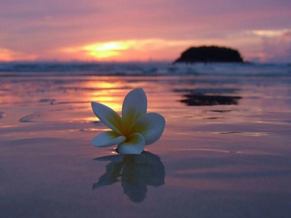 Цветочек на фоне моря