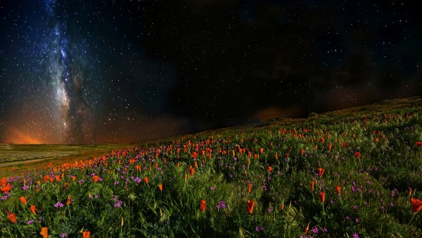 Цветок на фоне неба ночью