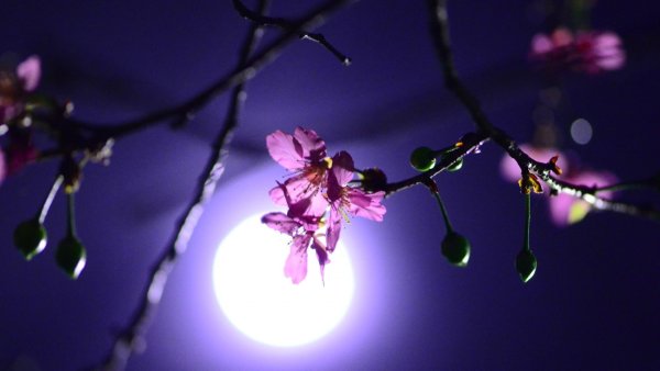 Цветы Сакуры ночью