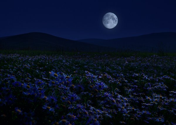 Ночная Поляна с цветами