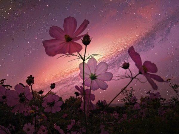 Цветы на фоне ночного неба